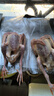 京戰(zhàn) 老鴿子肉新鮮現(xiàn)殺鴿子家養(yǎng)土鴿乳鴿老鴿子煲湯肉鴿3年 450克 【2只裝】老鴿子 曬單實(shí)拍圖