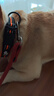 TRUELOVE狗狗項圈小狗圈反光脖圈大狗頸圈防勒舒適小型寵物用品 桔色S號 曬單實(shí)拍圖