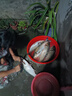 光威光威荒武技二代魚竿鰱鳙大物竿輕量大物超輕超硬釣魚竿臺(tái)釣竿28調(diào) 7.2m 荒武技二代 曬單實(shí)拍圖