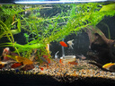瘋狂水草金魚(yú)活體觀(guān)賞魚(yú)小型淡水冷水錦鯉好養耐活魚(yú)缸寵物草金魚(yú)孔雀魚(yú) 【3-4CM】孔雀魚(yú)3對送1對共8條A 曬單實(shí)拍圖