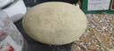 京鮮生 哈密瓜西州蜜25號 凈重7-8斤2-4粒裝 源頭直發(fā)包郵 曬單實(shí)拍圖