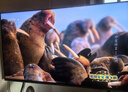 海信電視E8Q Pro 65英寸 信芯H7 U+MiniLED 黑曜屏Ultra 330Hz高刷 E8NULTRA升級(jí) 國家補(bǔ)貼65E8Q-PRO 曬單實(shí)拍圖