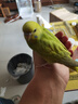 朗繽 鸚鵡活體鳥活物虎皮鸚鵡寵物活鳥玄鳳鸚鵡手養(yǎng)鳥會說話幼鳥幼崽 綠色虎皮+藍(lán)色虎皮（一公一母） 曬單實拍圖
