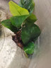 瘋狂水草坨草水草植物直接入缸魚(yú)缸植物7棵魚(yú)缸造景水溶沉木 源頭直發(fā)包郵 曬單實(shí)拍圖