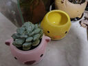 貴秘書(shū)多肉花盆陶瓷清倉簡(jiǎn)約大號特價(jià)家用卡通盆肉肉創(chuàng  )意粗陶小花盆室內 HR04-05兩件套 曬單實(shí)拍圖