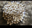 方家鋪子中華老字號 蓮子400g 湘潭磨皮白蓮子去芯 百合桂圓銀耳羹食材 曬單實拍圖