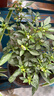 邇英閣辣椒盆栽五彩椒可食用帶果朝天椒庭院陽(yáng)臺種植觀(guān)賞食用花卉 五彩椒2盆【帶花苞  一個(gè)月后結果】+加侖盆 曬單實(shí)拍圖