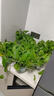 雙盟綠蘿盆栽除甲醛花卉綠植辦公室新房凈化空氣 120款10盆源頭直發(fā) 曬單實拍圖