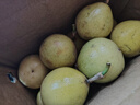 廣西欽蜜9號(hào)黃金百香果萬澄當(dāng)季新鮮大果黃皮果奶茶店水果 【1斤 約11-17個(gè)】單果30-45g 曬單實(shí)拍圖