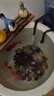 錦鯉魚活體觀賞魚活魚小型易養(yǎng)冷水淡水魚小魚苗錦鯉金魚好看錦鯉 10-12cm 六色錦鯉套餐6條 曬單實(shí)拍圖