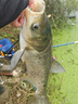 正天螺紋鋼魚(yú)竿超輕超硬19調大物巨物黑坑釣魚(yú)竿臺釣竿 1.23m 收縮長(cháng) 狂拉巨物版10H19調 5.4米+竿稍+垂釣禮包 曬單實(shí)拍圖