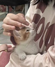純種活體橘貓橘白貓捕鼠能手中華田園貓黑貓白貓家養幼崽貍花貓崽 田園級 橘白貓 公母請備注 曬單實(shí)拍圖