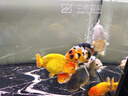 金利佳魚(yú)缸過(guò)濾器循環(huán)系統外置壁掛式合三一小型過(guò)濾家用養魚(yú)增氧去油膜 XP-606過(guò)濾器適合35cm缸 曬單實(shí)拍圖