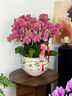 Only you【兩小時(shí)達(dá)】蝴蝶蘭帶花苞花劍花盆真花蘭花盆栽開業(yè)喬遷佛堂供花 7株粉色（瓷盆隨機(jī)） 曬單實(shí)拍圖
