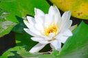 索尼（SONY）E 70-350mm F4.5-6.3 G OSS APS-C畫(huà)幅超遠攝變焦G鏡頭 SEL70350G 曬單實(shí)拍圖