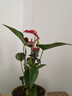 水培紅掌盆栽帶花一帆風順花卉植物室內(nèi)好養(yǎng)綠植鴻運當頭四季開花 特價紅掌1-3花（原盆） 曬單實拍圖