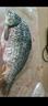 跑山密水農家密云水庫 新鮮鯉魚(yú)當日捕撈鮮魚(yú) 現殺現發(fā)生鮮魚(yú)類(lèi)生態(tài)魚(yú) 鯉魚(yú) 5斤 （非凈重） 曬單實(shí)拍圖