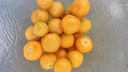 產(chǎn)地直發(fā) 黃金菇娘果 東北特產(chǎn) 精品嚴選 應季水果 東北姑娘果 1斤 紙箱裝 曬單實(shí)拍圖