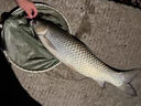 川澤一體成型夜光漂咬鉤變色高靈敏鯽魚(yú)漂醒目浮漂鰱鳙大物電子夜釣漂 升級(jí)款PL5-3(主攻鯽鯉)吃鉛2.5g 咬鉤變色款 曬單實(shí)拍圖
