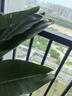 天堂鳥大型綠植盆栽 天堂鳥1.4-1.5米【梯形樹脂盆】 曬單實拍圖