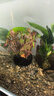 瘋狂水草坨草魚缸水草植物直接入缸真水草4棵魚缸造景套餐 源頭直發(fā)包郵 曬單實(shí)拍圖