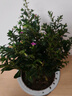 綠有意梔子花綠植花卉發(fā)財樹盆栽辦公室內多肉綠蘿籮桌面水培好養(yǎng)活植物 滿天星【繁星盆】 含盆 曬單實拍圖