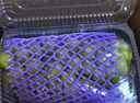 京鮮生 陽(yáng)光玫瑰葡萄 青提6斤禮盒裝 單果約10g 生鮮水果 中秋禮盒 曬單實(shí)拍圖