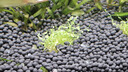 漢洋（ WATERWEEDS INDUSTRY）亞馬遜水草泥和種子魚缸底砂水草缸造景套餐水藻泥種植土粗粒2L 曬單實(shí)拍圖
