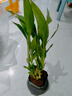 特價富貴荷花竹盆栽植物室內(nèi)凈化空氣綠植辦公室桌面四季好養(yǎng)盆栽 荷花竹+節(jié)節(jié)高升盆+圓底座【1盆】 盆口直徑約8cm 曬單實拍圖