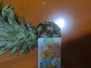 國產鳳梨金鉆牛奶鳳梨黑鉆甜蜜蜜鳳梨新鮮水果手撕鳳梨非菠蘿 1粒裝 單果500-650g 曬單實拍圖
