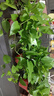 綠有意綠蘿盆栽除甲醛室內(nèi)好養(yǎng)花卉植物綠蘿批發(fā)辦公室新房裝修凈化空氣 120#綠加侖吸水盆10盆+4肥 帶盆帶土發(fā)貨 曬單實(shí)拍圖