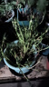 重瓣混色太陽花苗帶根盆栽苗四季開花陽臺大花植物帶花苞室內(nèi)庭院 混色重瓣帶根：【16顆】可開6-15色+花肥 曬單實拍圖