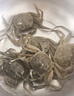 【活蟹】漁家?guī)煾荡箝l蟹2.5-2.8兩8只去繩足重鮮活六月黃螃蟹現(xiàn)貨生鮮水產(chǎn)禮盒源頭直發(fā) 曬單實(shí)拍圖