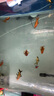 瘋狂石頭水質(zhì)清澈劑 魚(yú)缸凈水劑凈化水質(zhì)專(zhuān)用養魚(yú)必備清潔劑600ML 曬單實(shí)拍圖