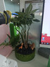 綠蔭巷子發(fā)財(cái)樹盆栽室內(nèi)桌面創(chuàng)意綠植招財(cái)樹文竹室內(nèi)文竹旺宅送禮禮物 奇趣發(fā)財(cái)樹【綠巖石盆】一鹿發(fā)財(cái) 曬單實(shí)拍圖