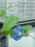 蒲戀易拉罐植物罐頭創(chuàng  )意植物盲盒小盆栽禮物栽培桌面迷你綠植種植種子 寓意小盆栽（超值盲盒5罐裝） 曬單實(shí)拍圖