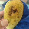海南小臺農芒果 時(shí)令新鮮水果當季整箱應季熱帶特產(chǎn) 小臺農芒果凈重8斤單果70g+ 曬單實(shí)拍圖