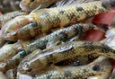 筍殼魚 潮汕特產(chǎn)狗母魚鮮活速凍九母狗母魚石斑小黃魚營養(yǎng)煲湯魚 500g *1 曬單實拍圖