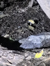 特美居（temeiju）一次性碗【350型*30只】可降解玉米碗湯碗野餐圓碗免洗一次性餐具 曬單實(shí)拍圖
