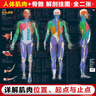 人體肌肉與骨骼解剖掛圖（人郵體育出品） 曬單實(shí)拍圖