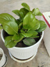 碧玉新品紅邊四季常青室內花卉綠植開(kāi)花植物凈化濃香型盆栽 碧玉【紅色】6-8頭重瓣濃香型 塑料盆栽好 3個(gè)周期開(kāi)花 曬單實(shí)拍圖