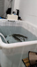 魚寧（yuning）增氧泵家用增氧機養(yǎng)殖魚池氧氣泵鋰電池交直流充電YJZ-100A100w 曬單實拍圖