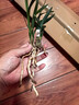 蘭花苗 翠蓋荷 帶花苞 春蘭矮種 荷瓣名品幽濃香耐陰綠植花卉盆栽 翠蓋水晶2苗不帶花苞 裸根發(fā)貨 曬單實(shí)拍圖