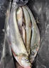 翹嘴小藥釣魚(yú)小藥野釣大翹嘴專(zhuān)用餌料泡玉米顆粒路亞小藥誘魚(yú)食劑 1瓶【翹嘴專(zhuān)用藥】新手也能爆護 曬單實(shí)拍圖