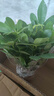 鴨腳木盆栽綠蘿籮植物室內(nèi)花水培綠植四季常青好養(yǎng)發(fā)財(cái)樹 八方來財(cái)20-25cm4棵（繁星盆） 曬單實(shí)拍圖