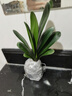 帶盆帶土6年大苗綠植盆栽室內(nèi)精品花卉君子蘭花苗花卉室內(nèi)花卉鮮花花卉室內(nèi)盆景盆栽綠植君子蘭苗素顏 國蘭君子蘭8-10片帶盆帶土 曬單實拍圖