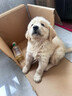 純種金毛幼犬活體寵物狗雙血統(tǒng)大型犬金毛犬幼犬大骨架沙灘金金毛 血統(tǒng)級 公 曬單實拍圖
