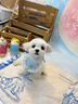 【純種】馬爾濟斯犬幼犬韓版小體寵物小狗狗韓系活體幼崽小型犬 寵物級 【更多幼犬】聯(lián)系客服挑選 曬單實拍圖