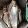 老鬼（OLDGHOST）魚(yú)餌黑鰱3代450g 3包裝果酵香鰱鳙大頭魚(yú)野釣魚(yú)專(zhuān)用餌料三代 曬單實(shí)拍圖