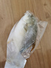 翔泰 海南大規(guī)格金鯧魚550g1條 海魚 生鮮魚類 火鍋 海鮮水產(chǎn) 曬單實(shí)拍圖